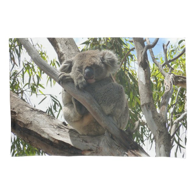 Koala - Dormindo (Frente)