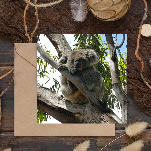 Koala - Dormindo (Criador carregado)