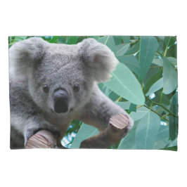 Koala e eucalipto