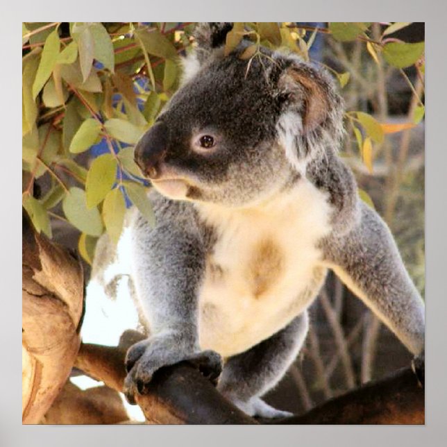 Koala Poster (Frente)