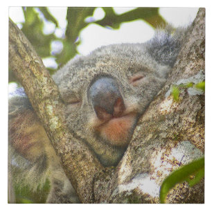Koala que Napping