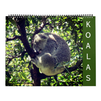 koalas 2025 grande calendário