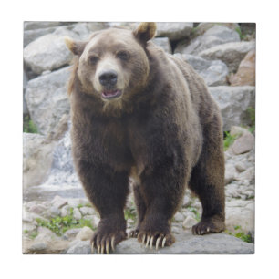 Kodiak Bear