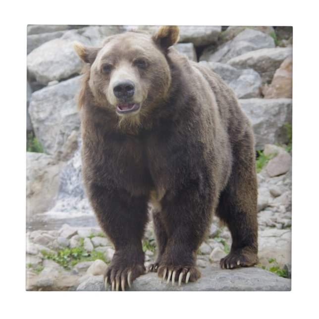 Kodiak Bear (Frente)