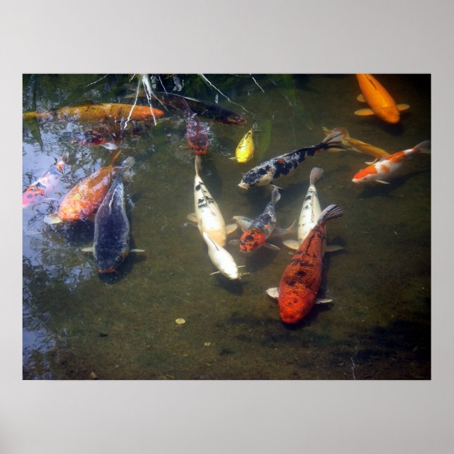 Koi Carp Poster (Frente)
