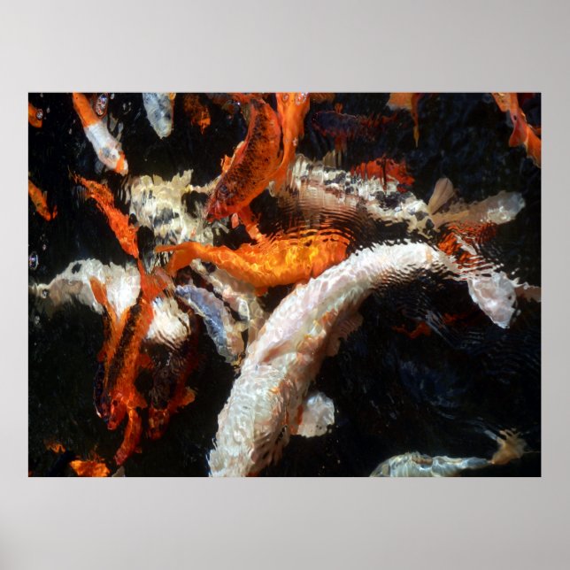 Koi Carp Poster (Frente)