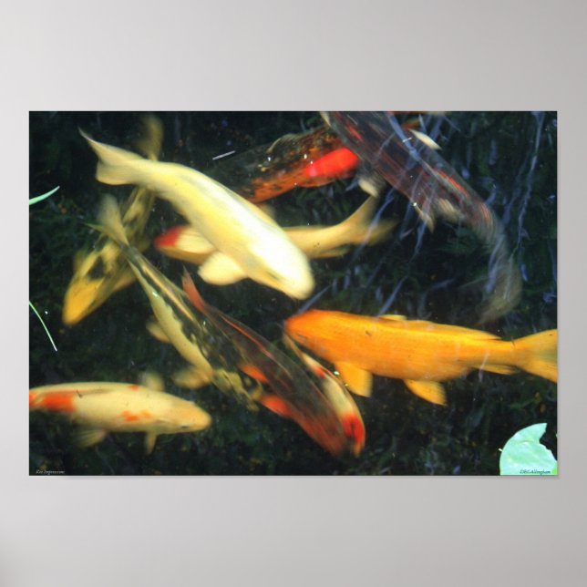 Koi Impressions Poster (Frente)