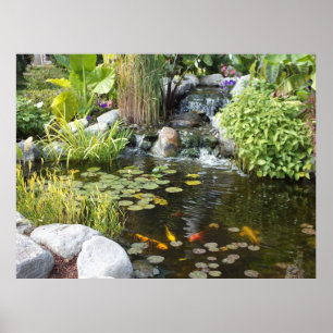 Koi Pond com Poster de Waterfall