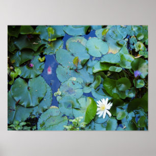 Koi Pond Poster