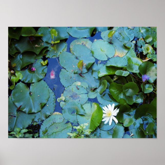 Koi Pond Poster (Frente)