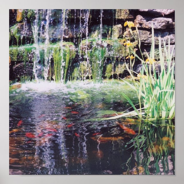 Koi Pond Poster (Frente)