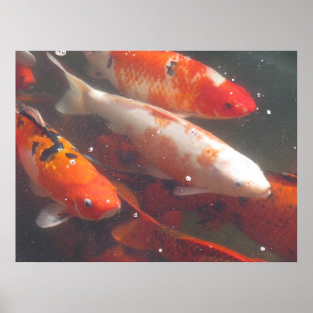 Koi Poster (Frente)