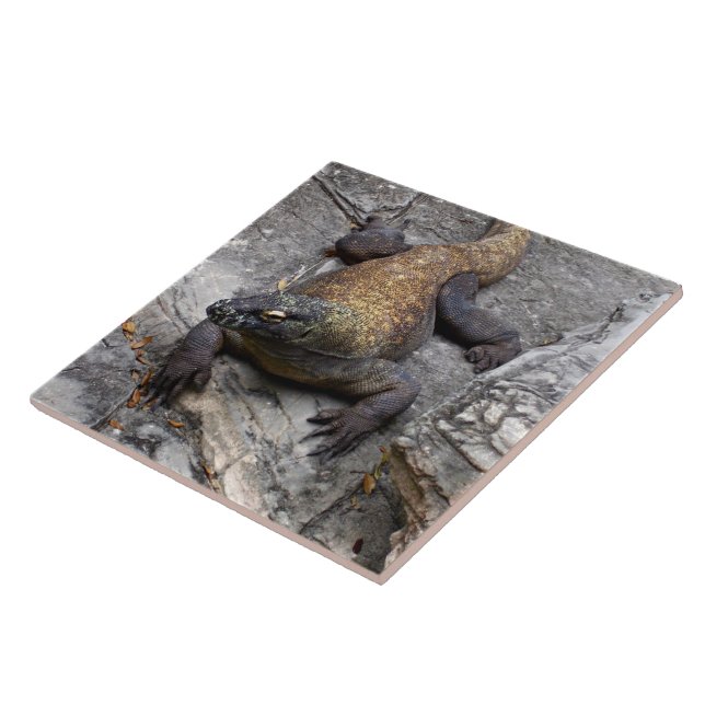 Komodo Dragon on Warm Rocks (Lateral)