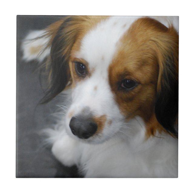 kooikerhondje-2.jpg (Frente)