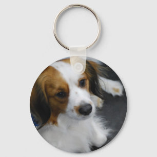 Kooikerhondje Dog Chaveiro