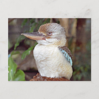 Kookaburra parece cartão postal direito