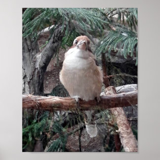 Kookaburra Poster