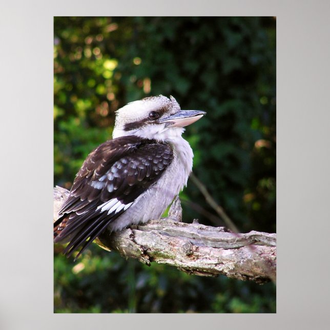 Kookaburra Poster (Frente)