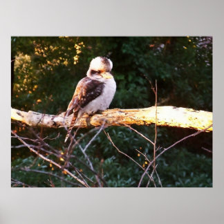 KOOKABURRA SENTA. Pôster