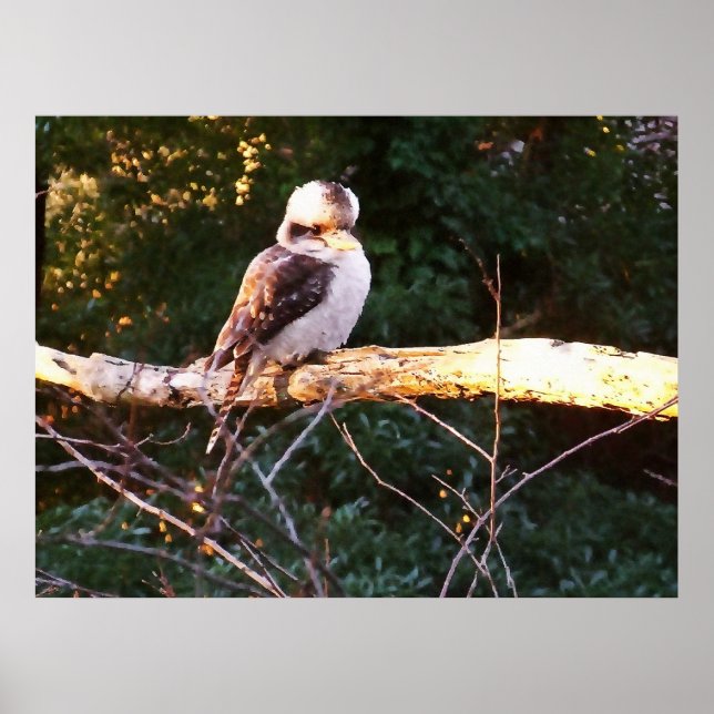 KOOKABURRA SENTA. Pôster (Frente)