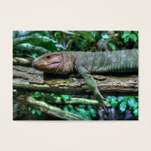 Krokodilteju (Frente)