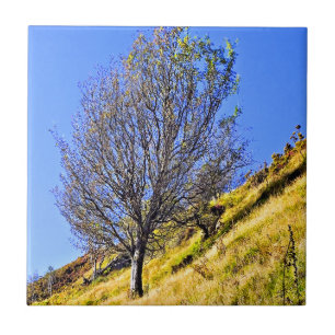 L0NE TREE