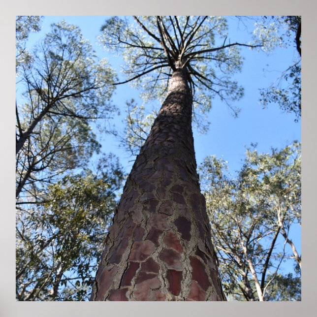 La Gerche Ponderosa Pine Poster (Frente)