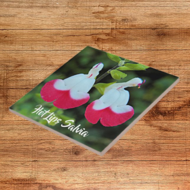 Lábios Vermelhos e Brancos Salvia Floral (In Situ)