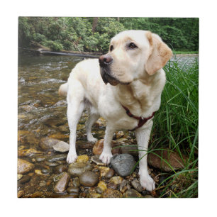 Laboratório Amarelo, Cão-de-Água Brincando em C