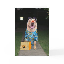 Laboratório engraçado vestido como cartão de Dia d