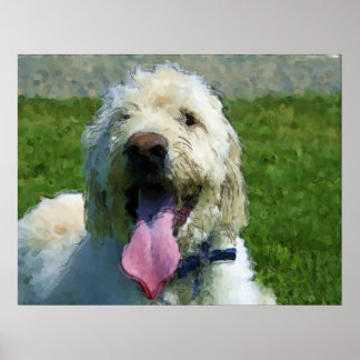 Labradoodle impressão