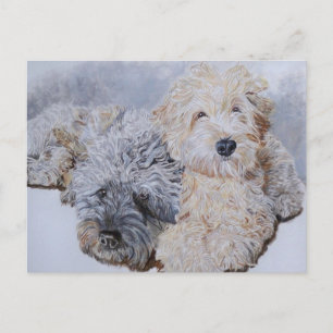 Labradoodles Dois Cartões Postados