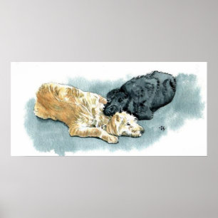 Labradoodles no impressão das canvas do amor