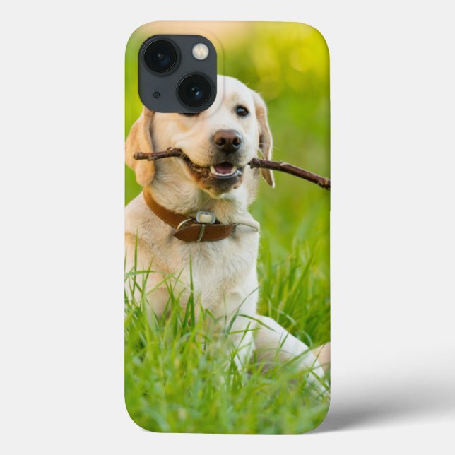 Labrador Amarelo Reproduz Busca Com Stick (Verso)