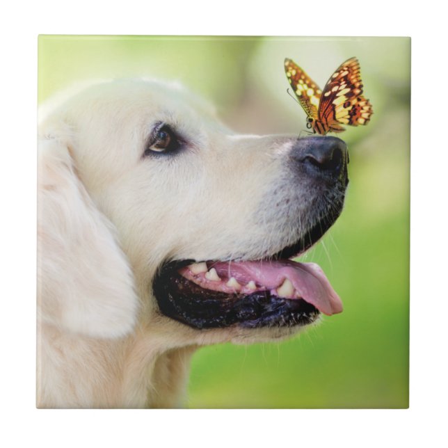 Labrador And Butterfly Throw Pillow (Frente)