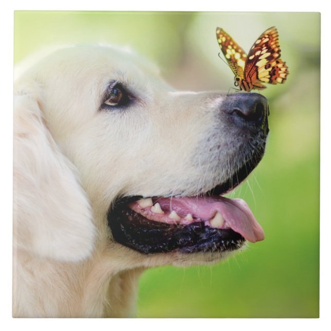 Labrador E Travesseiro decorativo De Borboleta (Frente)