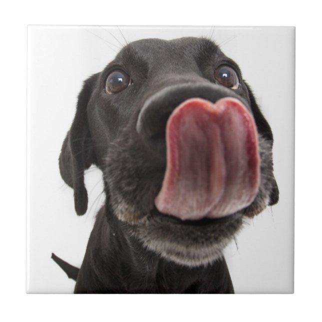Labrador Negro A Soltar O Nariz (Frente)