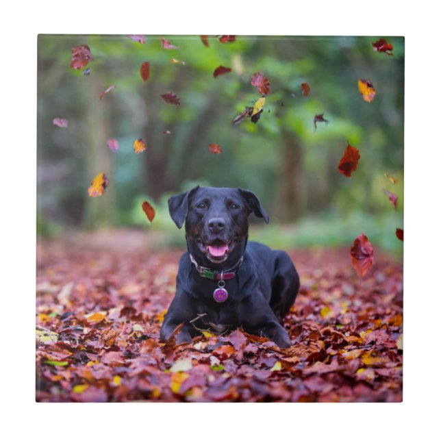 Labrador Negro Em Folhas De outono (Frente)