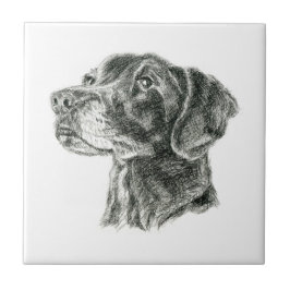 Labrador Preto