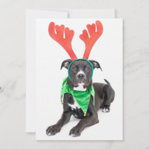 Labrador preto e branco Retriever/Pit Bull