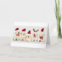 Labrador Puppies - Cartão de Natal
