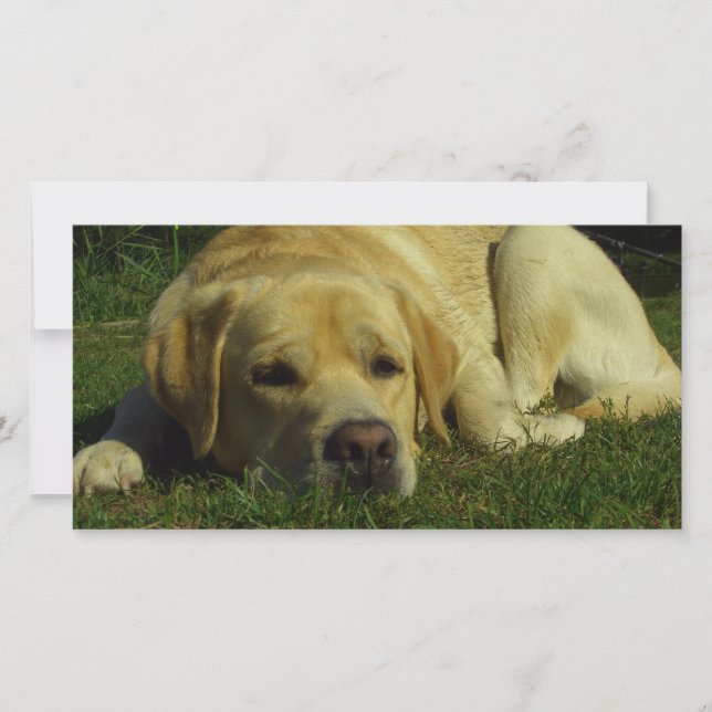 Labrador resfriando na grama verde (Frente)