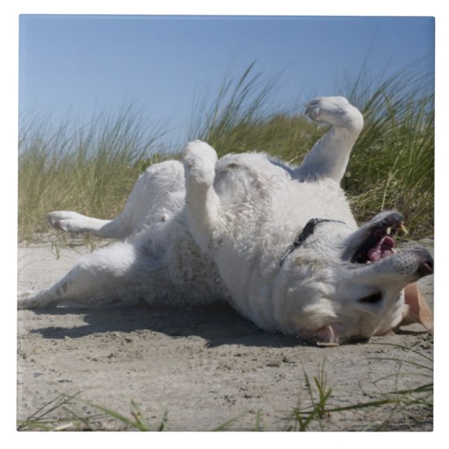 Labrador retriever amarelo (Frente)