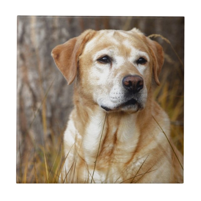 labrador retriever amarelo (Frente)