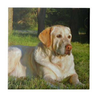 Labrador retriever amarelo