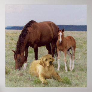 Labrador Retriever Com Poster de Cavalos