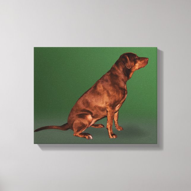 Labrador Retriever Dog Canvas (Frente)
