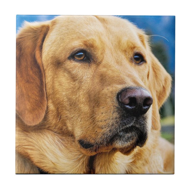Labrador retriever dourado (Frente)