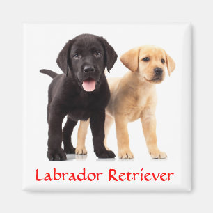 Labrador Retriever Imã de geladeira