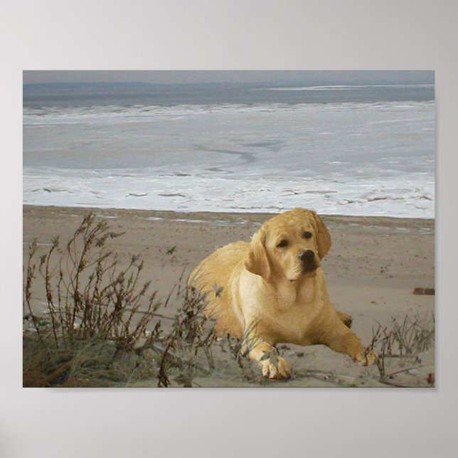 Labrador Retriever na Poster de praia (Frente)